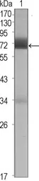 Anti-CER1 antibody [9D6] used in Western Blot (WB). GTX83310