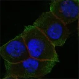 Anti-Daxx antibody [7A11] used in Immunocytochemistry/ Immunofluorescence (ICC/IF). GTX83312