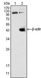 Anti-Daxx antibody [7A11] used in Western Blot (WB). GTX83312