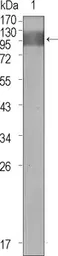 Anti-VEGF Receptor 1 antibody [3D10] used in Western Blot (WB). GTX83314