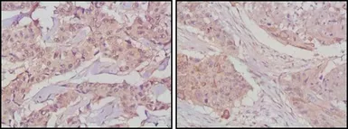 Anti-GSK3 beta antibody [3D10] used in IHC (Paraffin sections) (IHC-P). GTX83315