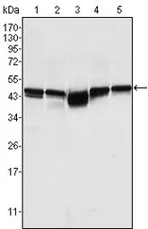 Anti-GSK3 beta antibody [3D10] used in Western Blot (WB). GTX83315