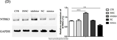 Anti-TrkC antibody [4G5] used in Western Blot (WB). GTX83316