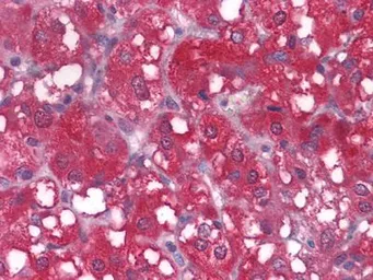 Anti-Wnt1 antibody [10C8] used in IHC (Paraffin sections) (IHC-P). GTX83320