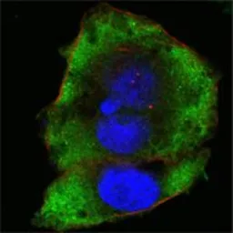 Anti-FER antibody [5D2C4] used in Immunocytochemistry/ Immunofluorescence (ICC/IF). GTX83329