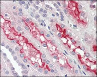 Anti-FER antibody [5D2C4] used in IHC (Paraffin sections) (IHC-P). GTX83329