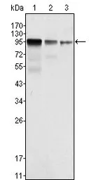 Anti-FER antibody [5D2C4] used in Western Blot (WB). GTX83329