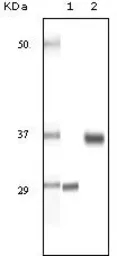 Anti-SRA antibody [7H1G1] used in Western Blot (WB). GTX83331