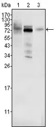 Anti-MDMX antibody [2D10F4] used in Western Blot (WB). GTX83335