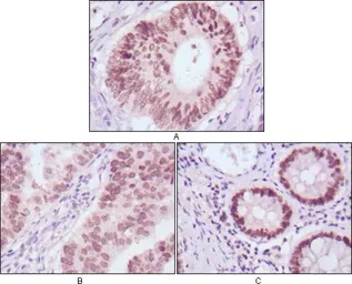 Anti-FOXA2 antibody [7H4B7] used in IHC (Paraffin sections) (IHC-P). GTX83342