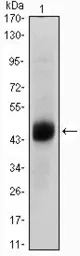Anti-FOXA2 antibody [7H4B7] used in Western Blot (WB). GTX83342