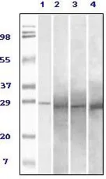 Anti-Rab25 antibody [3F12F3] used in Western Blot (WB). GTX83350