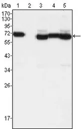 Anti-TCF3 / E2A antibody [6B8] used in Western Blot (WB). GTX83355