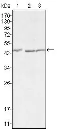 Anti-DKK3 antibody [4G7] used in Western Blot (WB). GTX83357