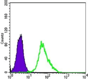 Anti-MEK2 antibody [7F5] used in Flow cytometry (FCM). GTX83358