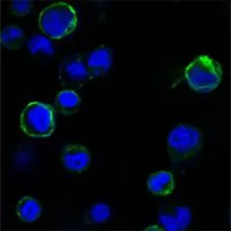 Anti-ROR1 antibody [2H6] used in Immunocytochemistry/ Immunofluorescence (ICC/IF). GTX83359