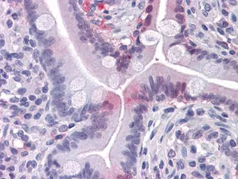 Anti-FABP2 antibody [9A9B7B3] used in IHC (Paraffin sections) (IHC-P). GTX83361