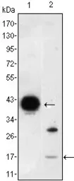 Anti-FABP2 antibody [9A9B7B3] used in Western Blot (WB). GTX83361