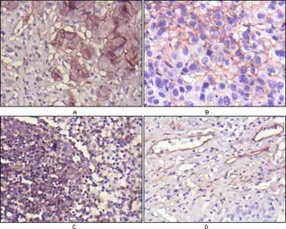 Anti-CD73 antibody [1D7] used in IHC (Paraffin sections) (IHC-P). GTX83363