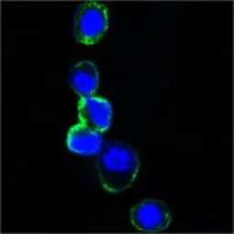 Anti-Her3 / ErbB3 antibody [2F9] used in Immunocytochemistry/ Immunofluorescence (ICC/IF). GTX83364