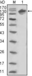Anti-Her3 / ErbB3 antibody [2F9] used in Western Blot (WB). GTX83364