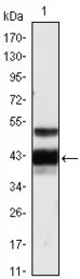 Anti-PROZ antibody [2B4] used in Western Blot (WB). GTX83367