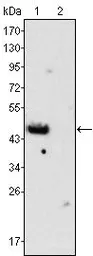 Anti-GATA4 antibody [6H10] used in Western Blot (WB). GTX83368