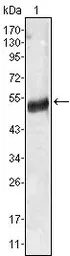 Anti-Angiotensinogen antibody [1B1] used in Western Blot (WB). GTX83369