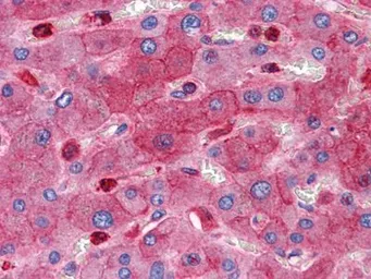 Anti-RTN3 antibody [10A8] used in IHC (Paraffin sections) (IHC-P). GTX83372