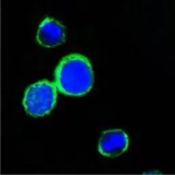 Anti-REG1A antibody [1A4] used in Immunocytochemistry/ Immunofluorescence (ICC/IF). GTX83376
