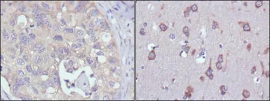 Anti-MPS1 antibody [4A12] used in IHC (Paraffin sections) (IHC-P). GTX83378