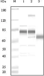 Anti-KSHV ORF8 antibody used in Western Blot (WB). GTX83381