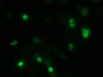 Anti-ZIM2 antibody [7G1] used in Immunocytochemistry/ Immunofluorescence (ICC/IF). GTX83402