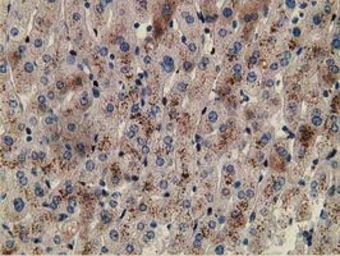 Anti-ZIM2 antibody [5E12] used in IHC (Paraffin sections) (IHC-P). GTX83403