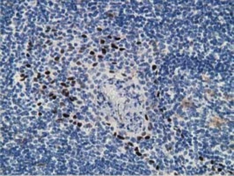 Anti-ZIM2 antibody [5E12] used in IHC (Paraffin sections) (IHC-P). GTX83403