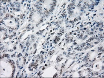 Anti-Tristetraprolin antibody [8B5] used in IHC (Paraffin sections) (IHC-P). GTX83404