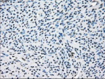 Anti-Tristetraprolin antibody [8B5] used in IHC (Paraffin sections) (IHC-P). GTX83404