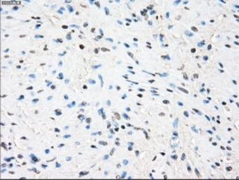 Anti-Tristetraprolin antibody [8B5] used in IHC (Paraffin sections) (IHC-P). GTX83404