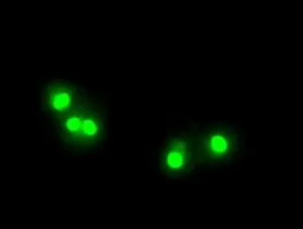 Anti-Tristetraprolin antibody [8B5] used in Immunocytochemistry/ Immunofluorescence (ICC/IF). GTX83404
