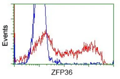 Anti-Tristetraprolin antibody [3D10] used in Flow cytometry (FCM). GTX83405