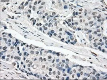 Anti-XRCC4 antibody [4H9] used in IHC (Paraffin sections) (IHC-P). GTX83406