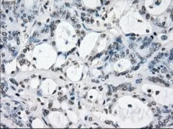 Anti-XRCC4 antibody [4H9] used in IHC (Paraffin sections) (IHC-P). GTX83406