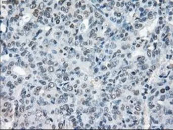 Anti-XRCC4 antibody [4H9] used in IHC (Paraffin sections) (IHC-P). GTX83406