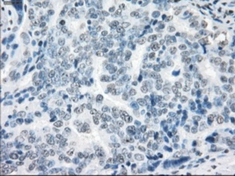 Anti-XRCC4 antibody [4H9] used in IHC (Paraffin sections) (IHC-P). GTX83406