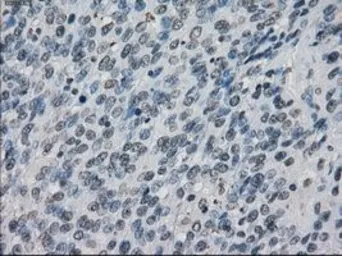 Anti-XRCC4 antibody [4H9] used in IHC (Paraffin sections) (IHC-P). GTX83406
