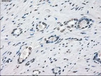 Anti-XRCC4 antibody [4H9] used in IHC (Paraffin sections) (IHC-P). GTX83406
