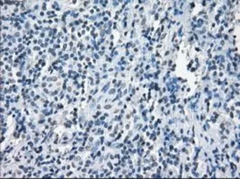 Anti-XRCC4 antibody [4H9] used in IHC (Paraffin sections) (IHC-P). GTX83406
