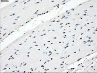Anti-XRCC4 antibody [4H9] used in IHC (Paraffin sections) (IHC-P). GTX83406