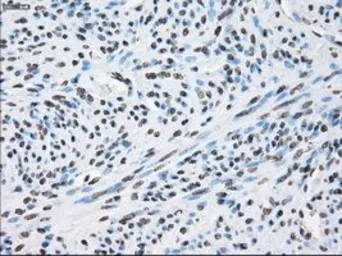 Anti-XRCC4 antibody [4H9] used in IHC (Paraffin sections) (IHC-P). GTX83406
