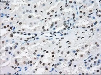 Anti-XRCC4 antibody [4H9] used in IHC (Paraffin sections) (IHC-P). GTX83406